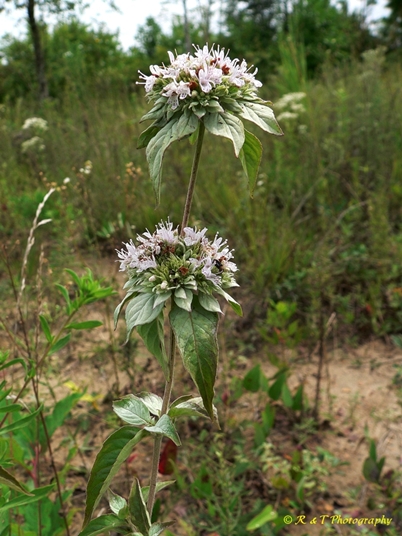 {Pycnanthemum incanum}